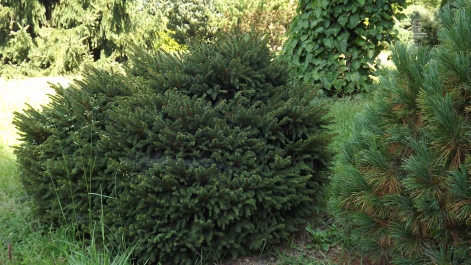 Picea abies 'Roanoke No. 1' - Roanoke No. 1 Norway spruce