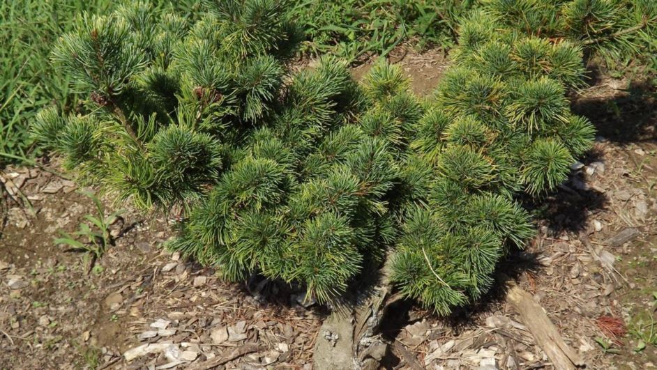 Pinus parviflora 'Goldylocks' - Goldylocks Japanese white pine