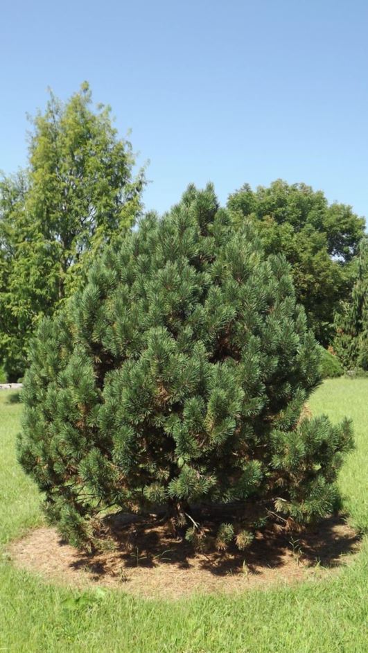 Pinus mugo 'Tannenbaum' - Tannenbaum mugo pine, Tannenbaum Swiss mountain pine