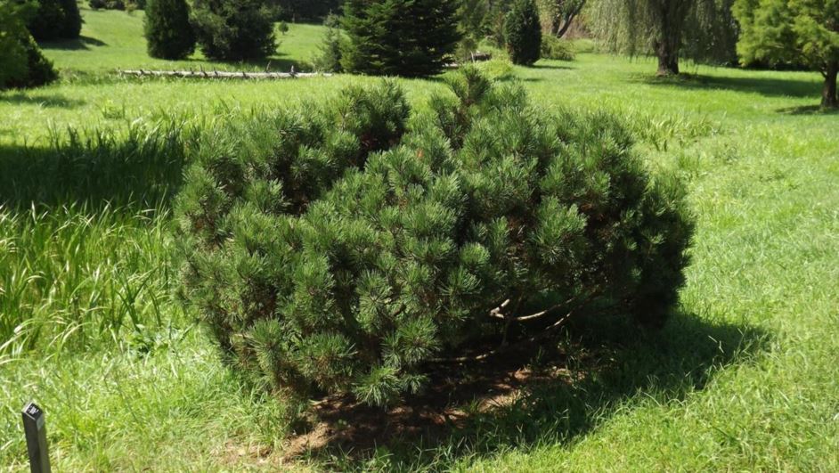 Pinus mugo 'Mops Verkade's Witchbroom' - Mops Verkade's Witchbroom mugo pine, Mops Verkade's Witchbroom Swiss mountain pine