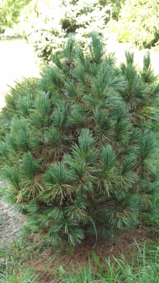 Pinus albicaulis 'Algonquin Pillar' - Algonquin Pillar whitebark pine