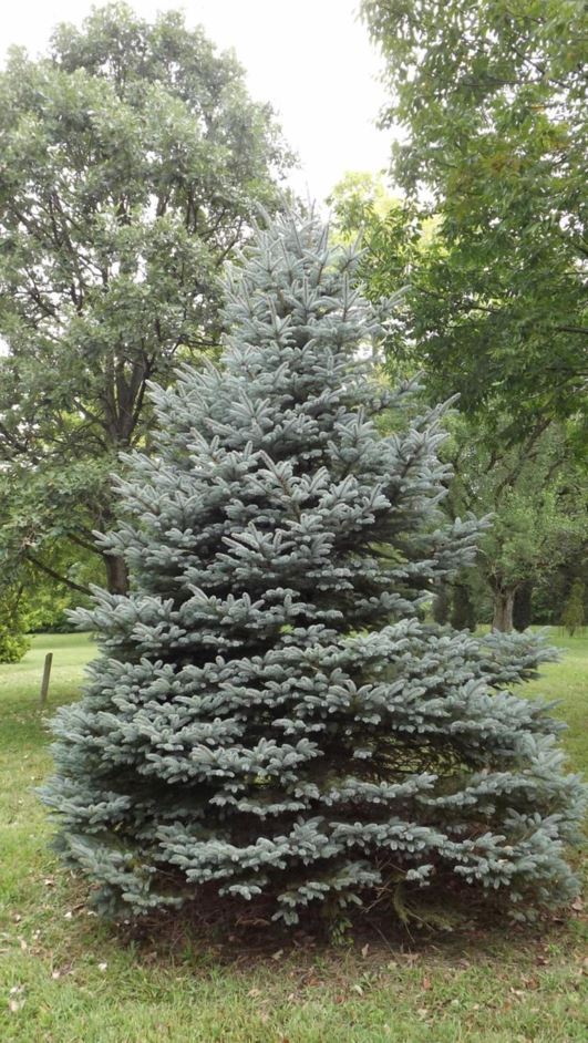 Picea pungens 'Ice Blue' - Ice Blue Colorado blue spruce
