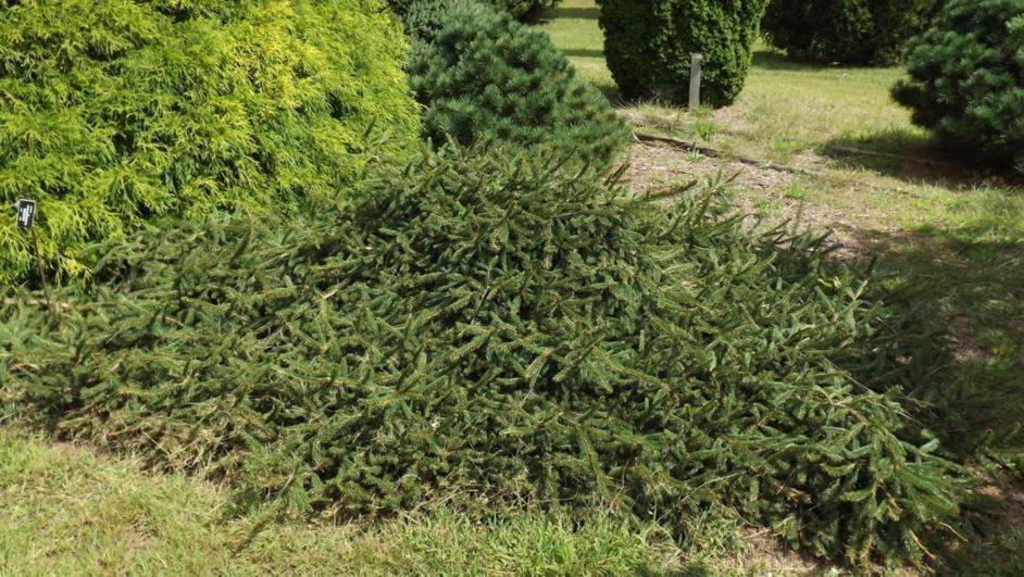 Picea abies 'Wartburg' - Wartburg Norway spruce