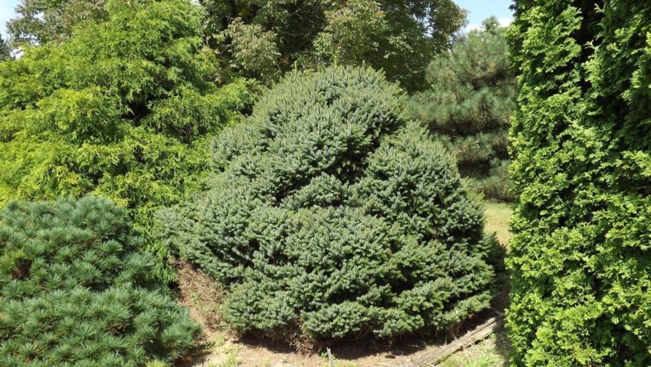 Picea omorika 'Nana' - dwarf Serbian spruce