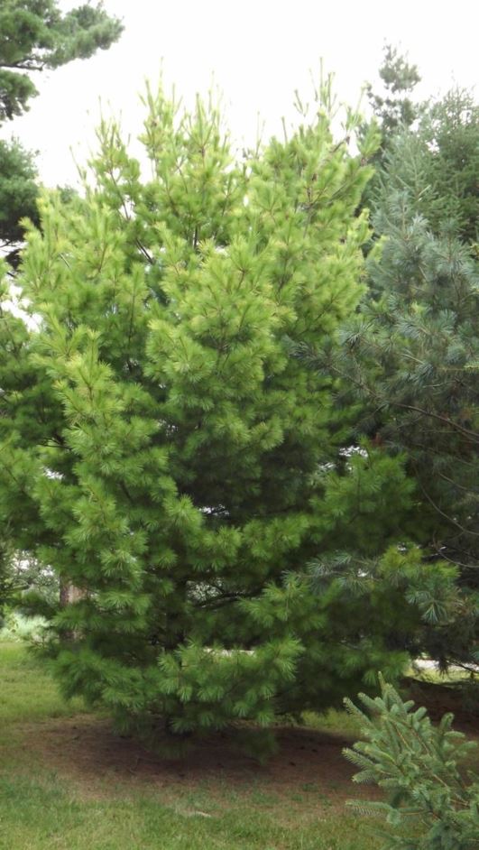 Pinus strobus 'Louie' - Louie eastern white pine