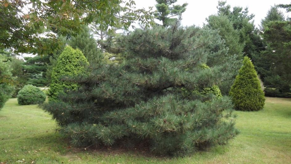 Pinus densata - Gaoshan pine