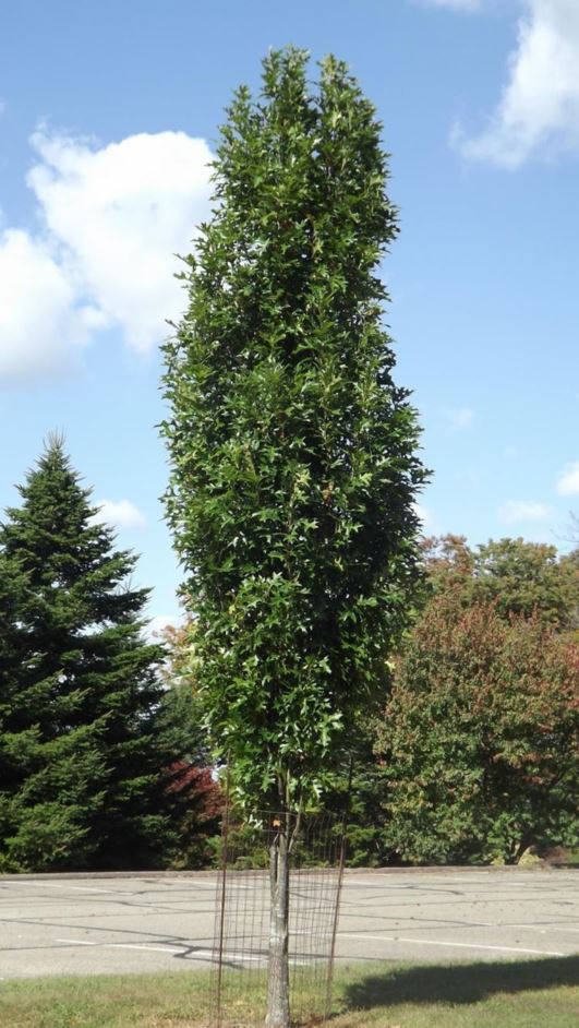 Quercus palustris 'Pringreen' Green Pillar® - Green Pillar® pin oak