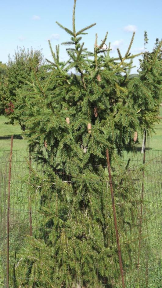 Picea abies 'Rubra Spicata' - Rubra Spicata Norway spruce