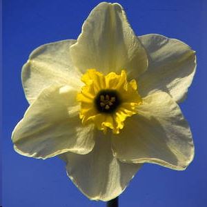 Narcissus 'Mint Julep' - Mint Jupel daffodil