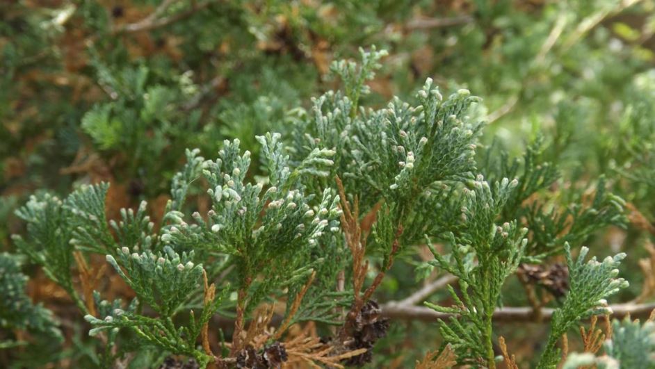 Chamaecyparis thyoides 'Glauca Pendula' - Glauca Pendula Atlantic white-cedar false cypress, blue weeping Atlantic white-cedar false cypress