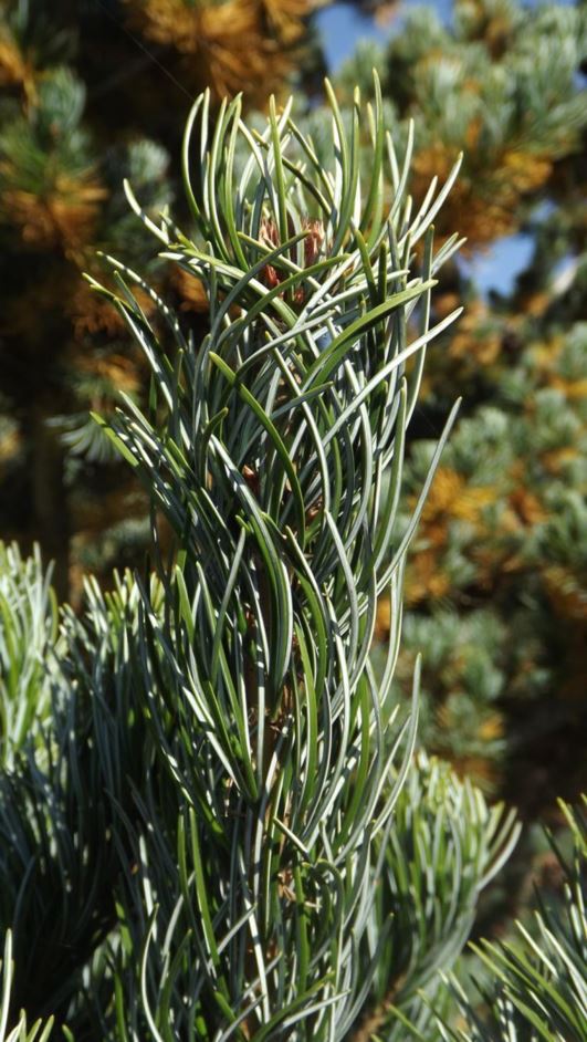 Pinus parviflora 'Glauca Brevifolia' - Glauca Brevifolia Japanese white pine