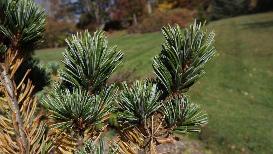 Pinus parviflora 'Glauca Nana' - Glauca Nana Japanese white pine