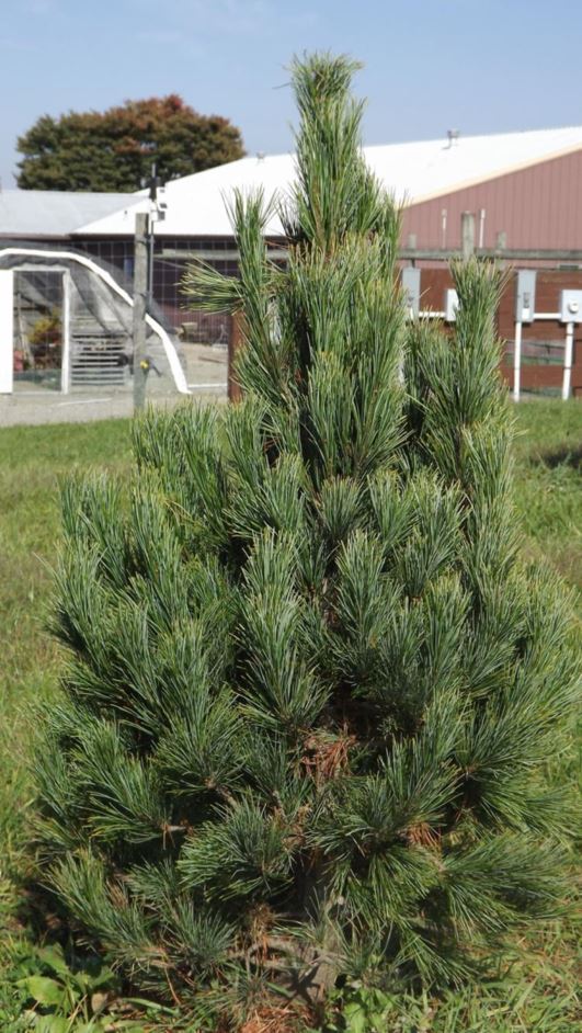 Pinus cembra 'Westhur' - Westhur Swiss stone pine