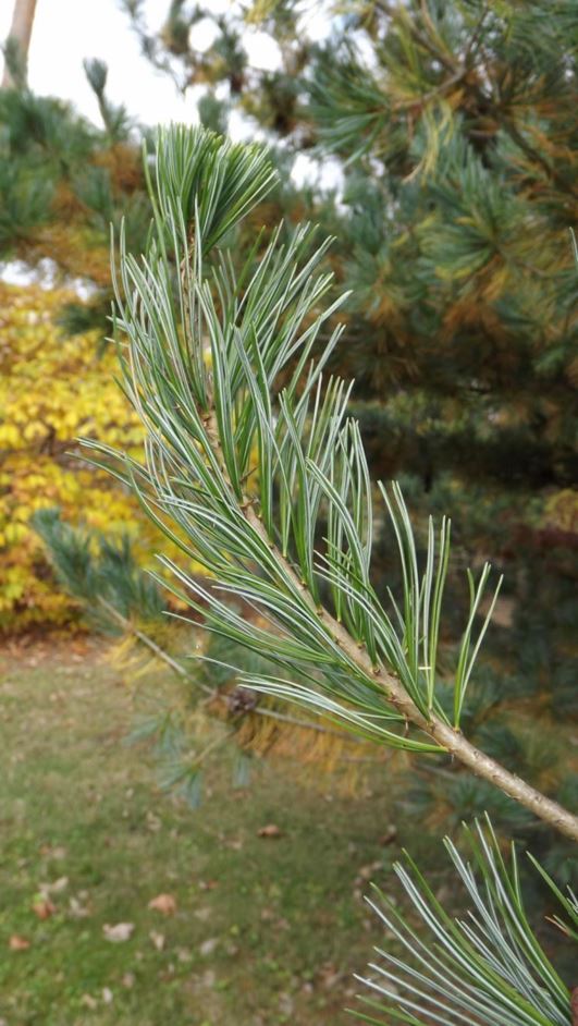 Pinus parviflora 'Emperor' - Emperor Japanese white pine