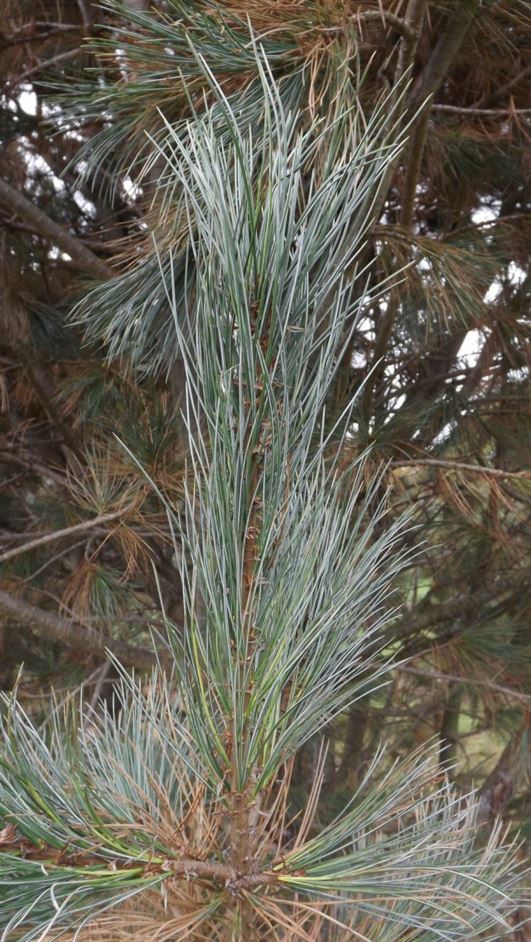 Pinus peuce 'Glauca' - blue Balkan pine, blue Macedonian pine