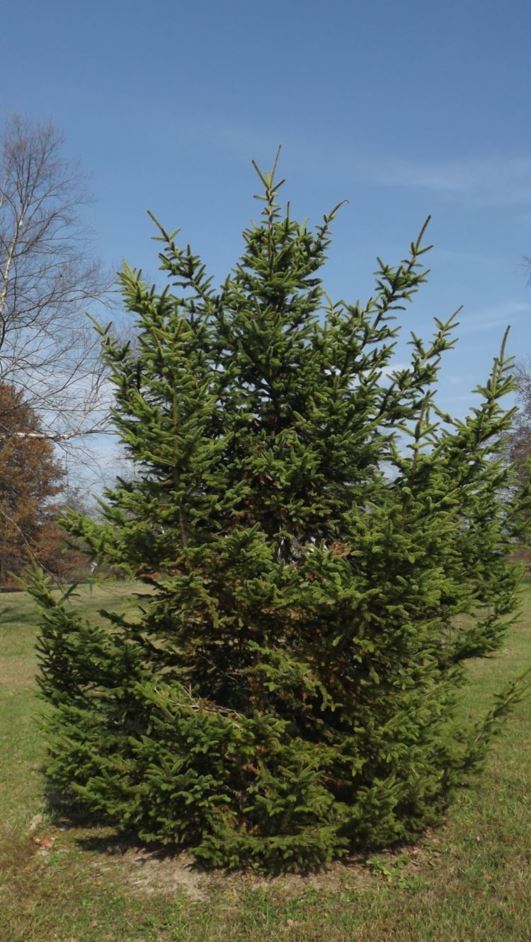 Picea aurantiaca - orange-twig spruce, yellow-twig spruce