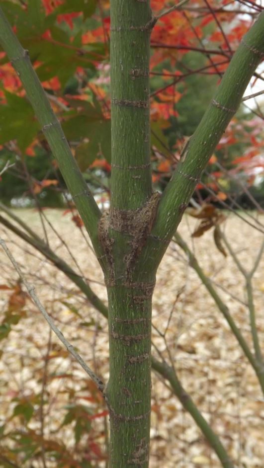 Acer palmatum 'William S. Campbell' - William S. Campbell Japanese maple