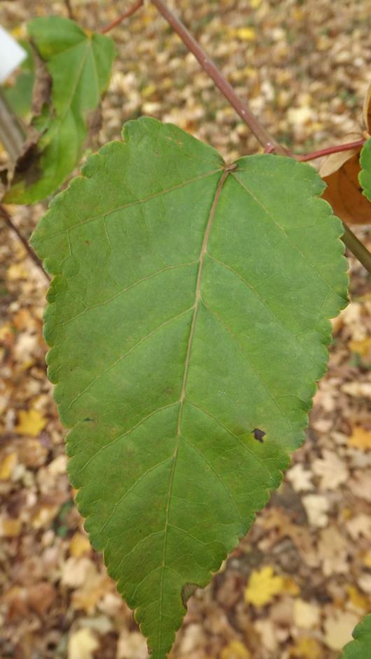 Acer davidii 'Scarlet Forest' - Scarlet Forest David maple