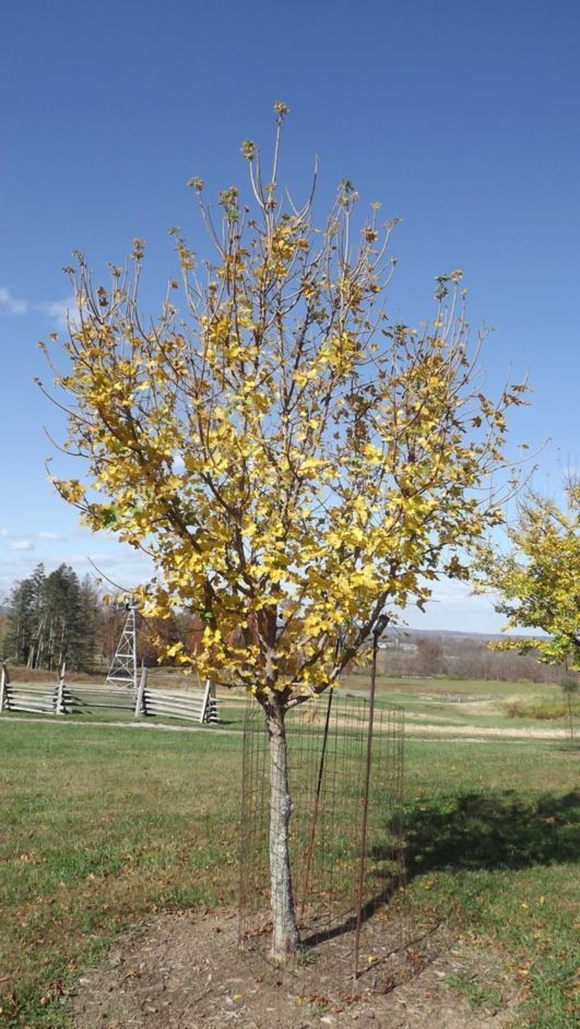 Acer campestre 'Postelense' - Postel hedge maple