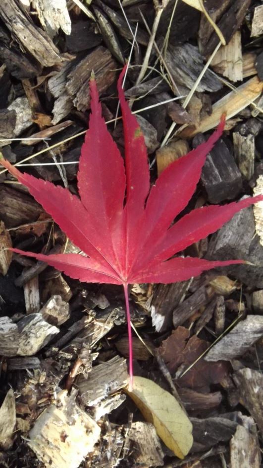 Acer shirasawanum 'Red Dawn' - Red Dawn Shirasawa maple