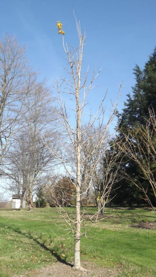 Acer saccharum subsp. nigrum 'Slavin's Upright' - Slavin's Upright black maple