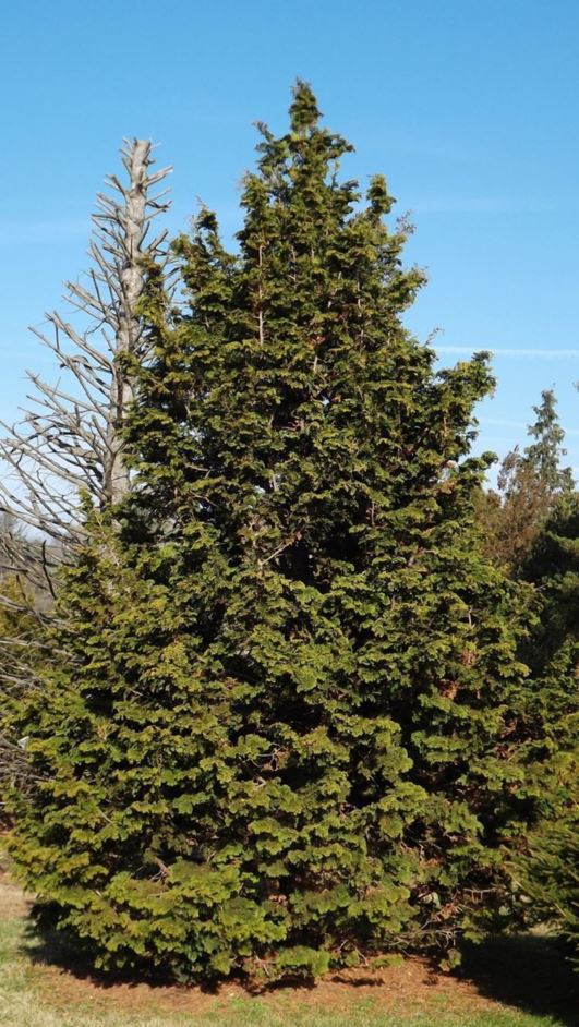 Chamaecyparis obtusa 'Magnifica' - Magnifica hinoki false cypress, great hinoki false cypress