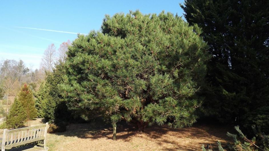 Pinus densiflora 'Umbraculifera Compacta' - compact tanyosho pine