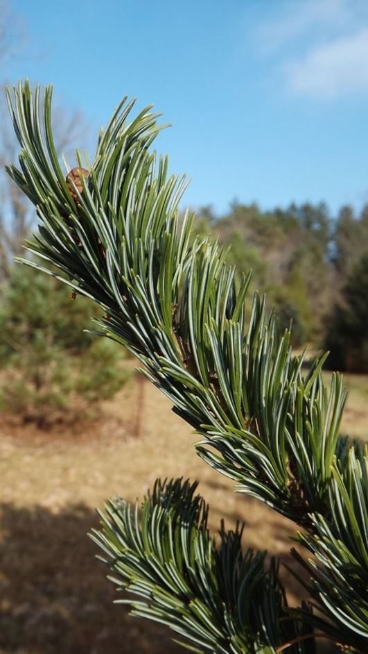 Pinus parviflora 'Brevifolia' - Brevifolia Japanese white pine