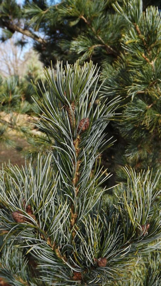 Pinus parviflora 'Gimborn's Pyramid' - Gimborn's Pyramid Japanese white pine