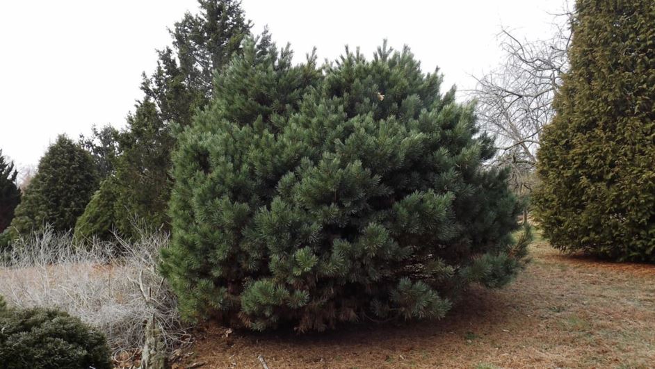Pinus sylvestris 'Watereri' - Waterer Scots pine
