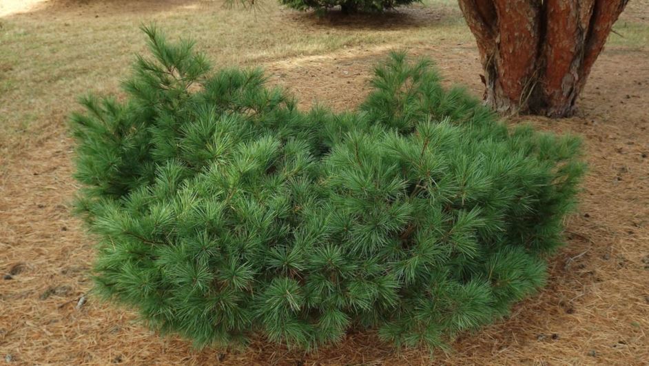 Pinus strobus 'R. E. L. No. 3' - R. E. L. No. 3 eastern white pine