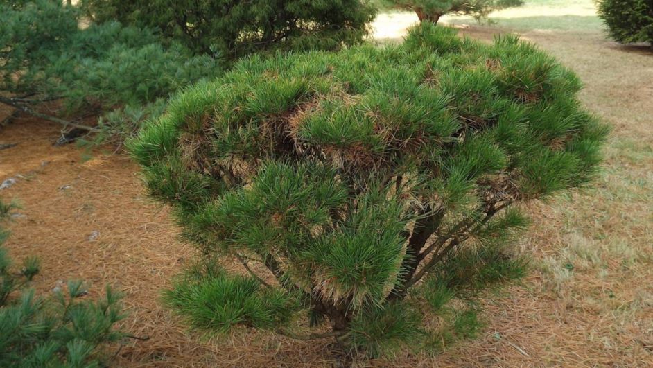 Pinus densiflora 'Elmwood Compact' - Elmwood Compact Japanese red pine
