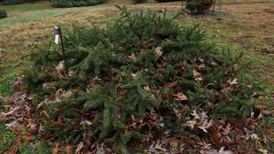 Picea abies 'Formánek' - Formánek Norway spruce