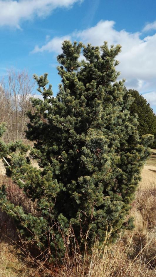 Pinus parviflora 'Petersen' - Petersen Japanese white pine