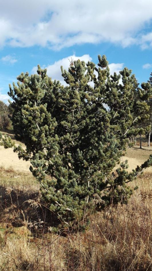 Pinus parviflora 'Smith's' - Smith's Japanese white pine