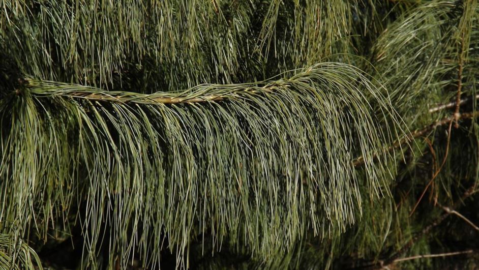 Pinus strobus 'Greenlace' - Greenlace eastern white pine
