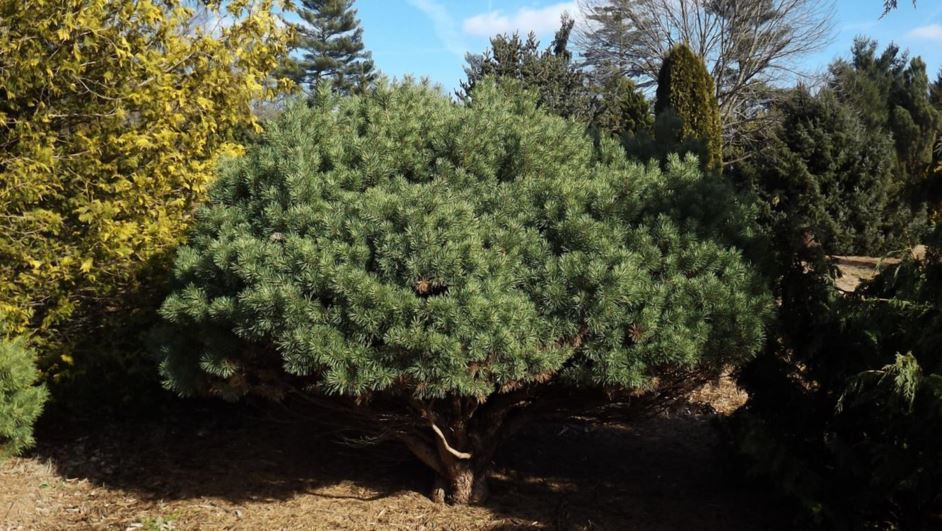 Pinus sylvestris 'Beuvronensis' - Beuvron Scots pine