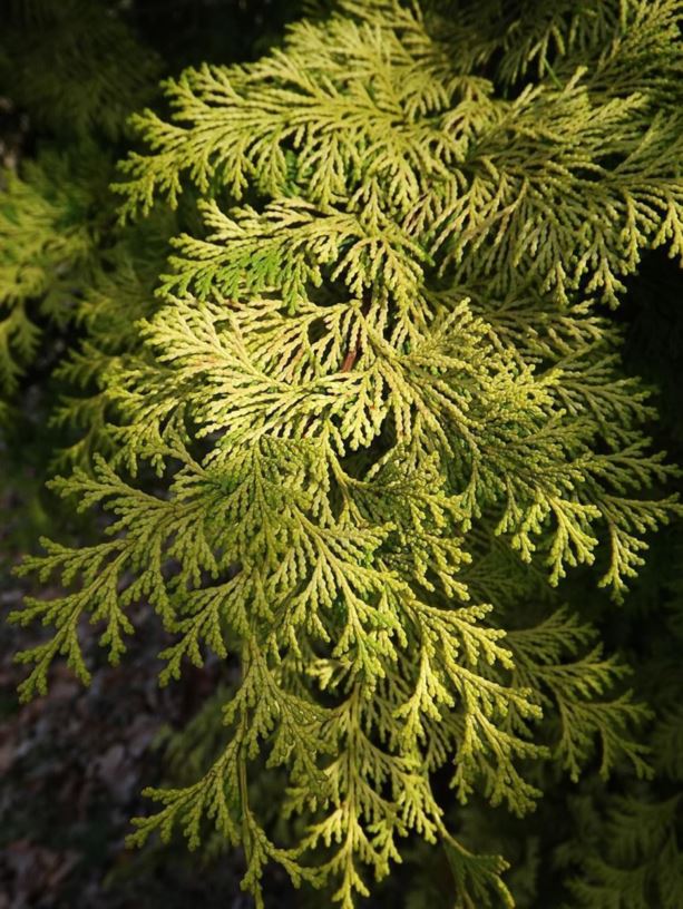 Chamaecyparis obtusa 'Douglas' - Douglas hinoki false cypress
