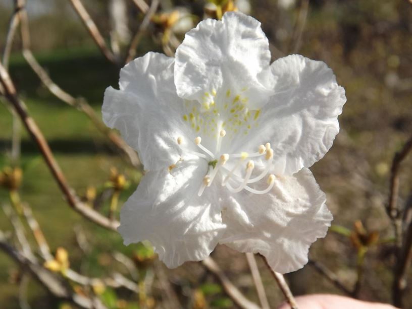 Rhododendron dauricum var. album 'Madison Snow' - Madison Snow white-flower Dahurian rhododendron