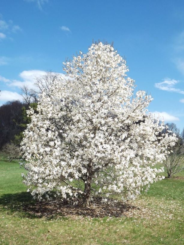 Magnolia salicifolia 'Else Frye' - Else Frye anise magnolia, Else Frye Japanese willow-leaf magnolia