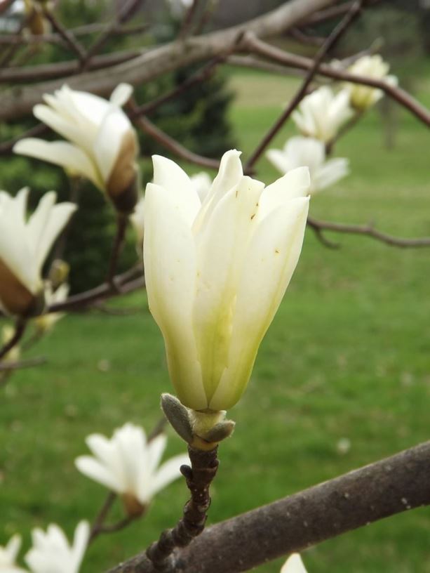 Magnolia denudata - yulan magnolia