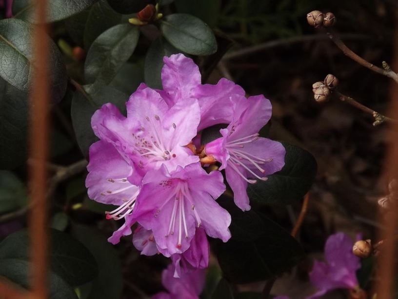 Rhododendron 'PJM Victor' - PJM Victor rhododendron