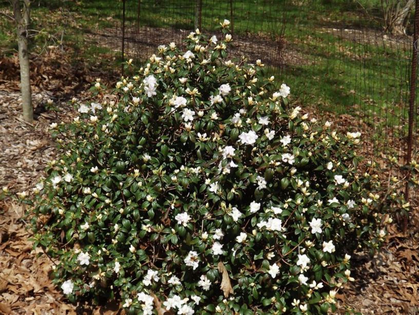 Rhododendron 'Balta' - Balta rhododendron