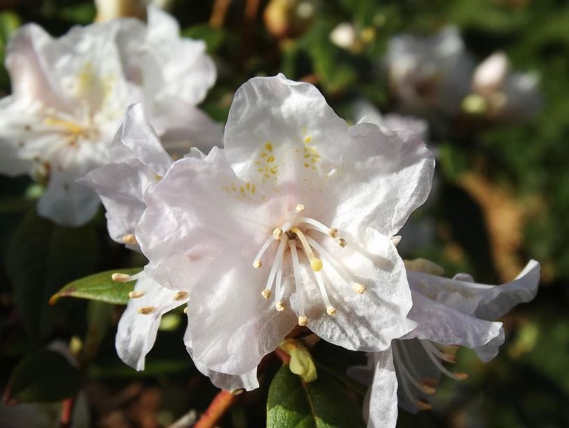 Rhododendron 'April Dawn' - April Dawn rhododendron