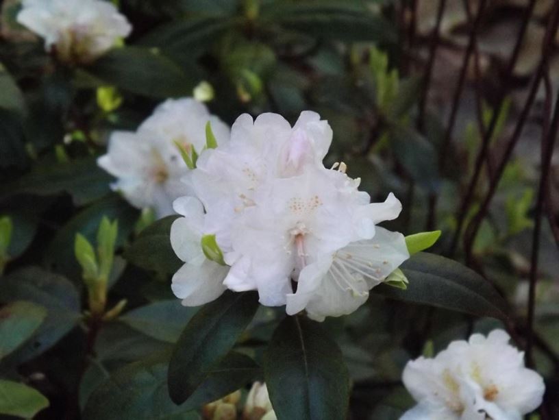 Rhododendron 'Laurie' - Laurie rhododendron