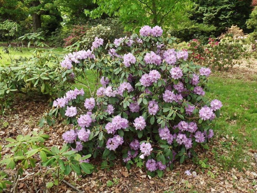 Rhododendron 'Dexter's Purple' - Dexter's Purple rhododendron