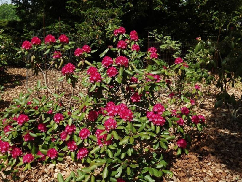 Rhododendron 'Sham's Ruby' - Sham's Ruby rhododendron