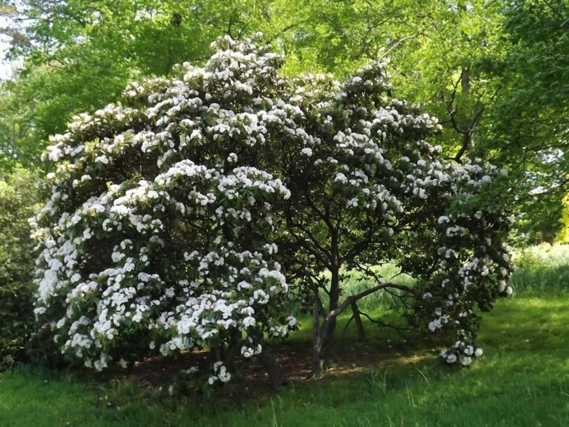 Rhododendron 'Beaufort' - Beaufort rhododendron