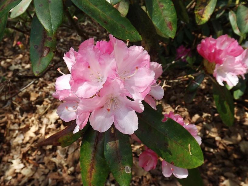Rhododendron 'Pinklo' - Pinklo rhododendron