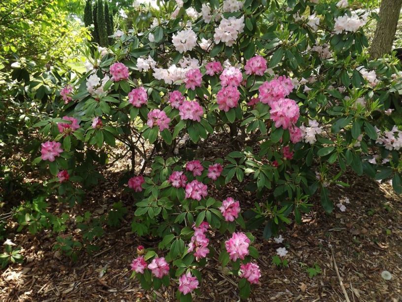 Rhododendron 'Pink Ink' - Pink Ink rhododendron